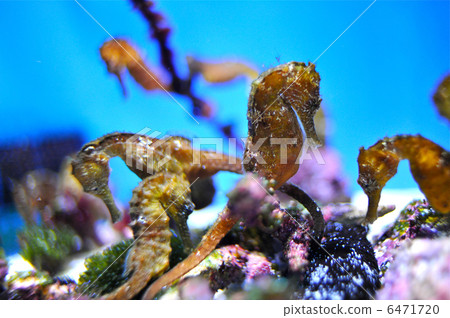 Otsuko的水族館龍 Otsuko的水族館龍 6471720
