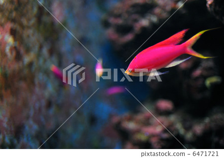 水族館熱帶魚 水族館熱帶魚 6471721