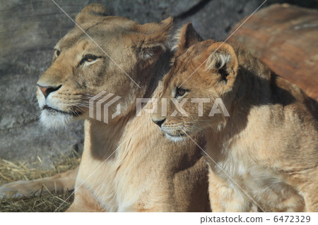 Lion parent and child 6472329