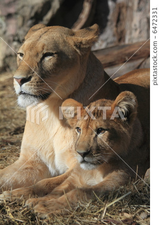 Lion parent and child Lion parent and child 6472331