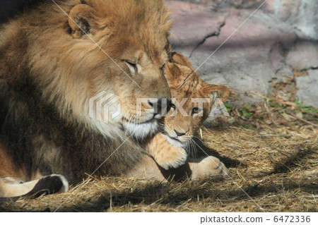 Lion parent and child 6472336