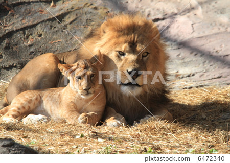 Lion parent and child Lion parent and child 6472340