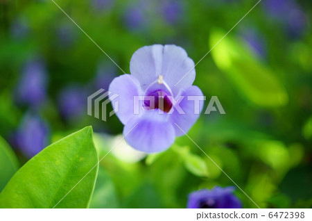 Torenia · Katarina Buri River Flower language: charity Torenia fournieri Lind. 6472398