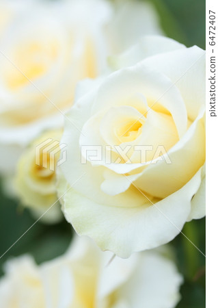 Japanese rose "chord" 6472407