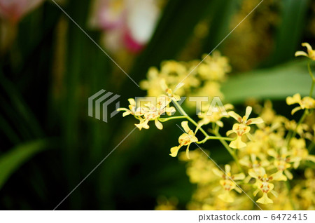 Onsidium Olisatum花語：神秘的愛Oncidium Obryzatum 6472415