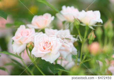 日本玫瑰'Koyaku' 6472450