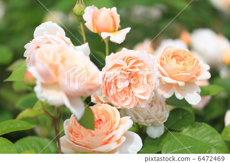 英國玫瑰“Unbridge Rose” 英國玫瑰“Unbridge Rose” 6472469