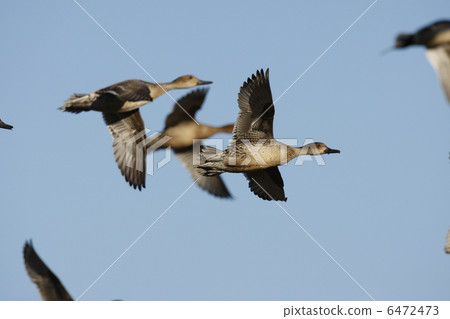 Pintail 6472473