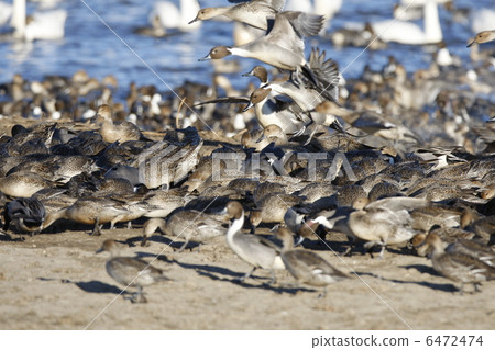 Pintail 6472474