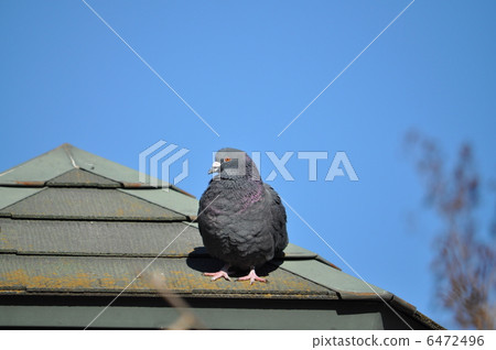 A pigeon resting on the roof of a pizza place 6472496
