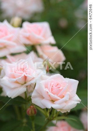 日本玫瑰'Koyaku' 6472646