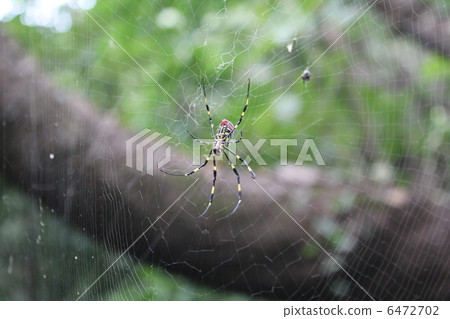 女孩蜘蛛 6472702