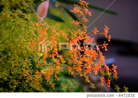Onsidium Olisatum花語：神秘的愛Oncidium Obryzatum 6472838