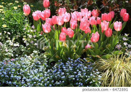 春天的花園 6472891