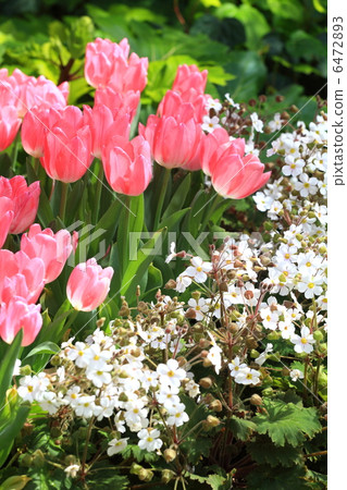 春天的花園 6472893