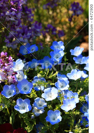 Spring flower garden 6472900