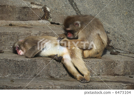 Japanese macaques 6473104