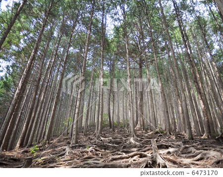 Baronoline森林 6473170