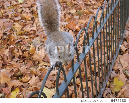 Squirre Squirre 6473180