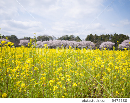 強姦抽繩領域的花田 6473188
