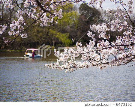 Shakujii公園的櫻花 6473192