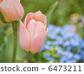 粉紅色的鬱金香 6473211