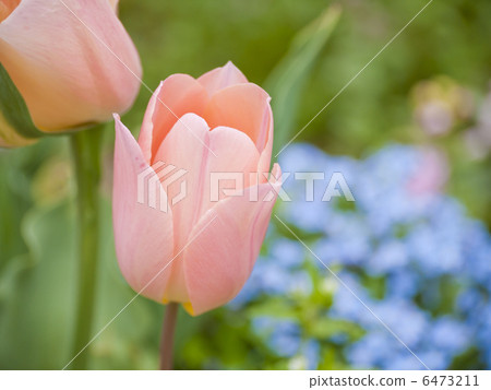 粉紅色的鬱金香 6473211