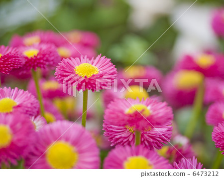 紅色雛菊 6473212