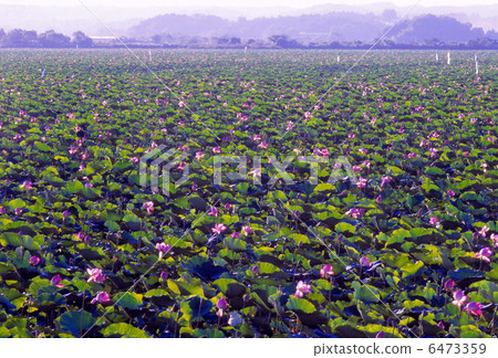 蓮花在整個沼澤地 6473359