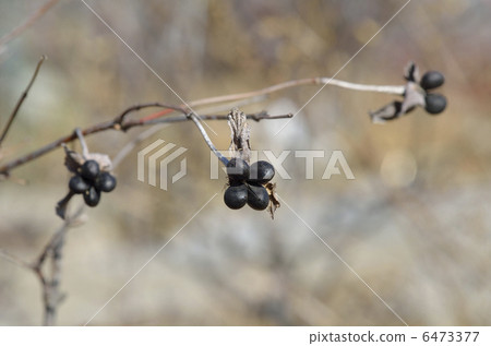 White fruit fruit (January) 6473377