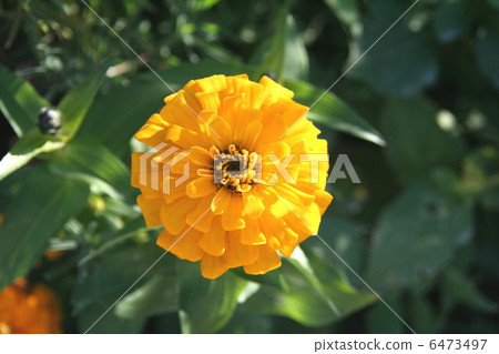 百日草 百日草 6473497