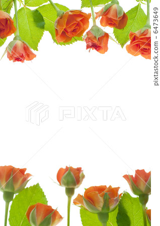 橙色的玫瑰 6473649