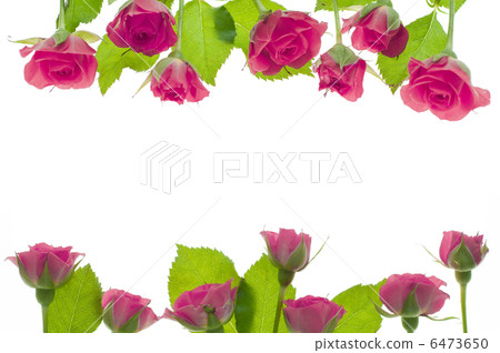 玫瑰粉紅色 6473650