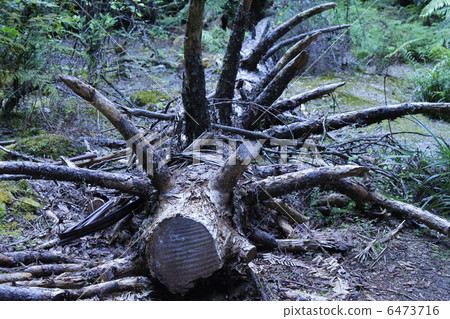 倒下的樹 6473716