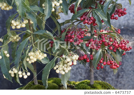 Manly Rice Manly Rice 6473737