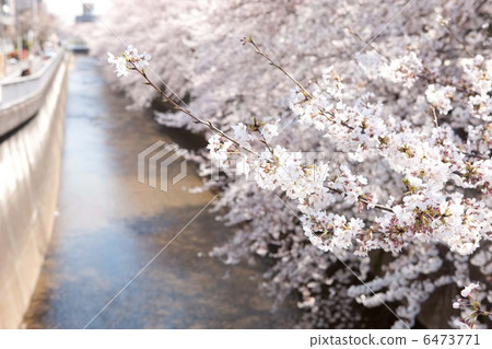 Cherry blossoms of Shakujii River 6473771