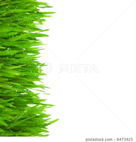 Fresh Green Grass with Drops Dew / isolated on white 6473925
