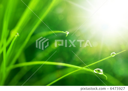 Eco Nature Background with Grass, Sun and Waterdrops Eco Nature Background with Grass, Sun and Waterdrops 6473927