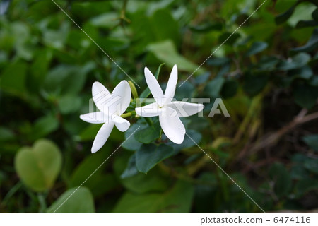  白花 6474116