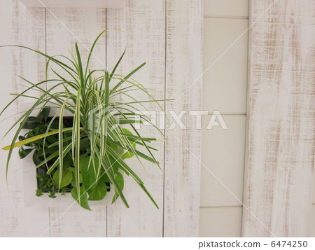 葉子植物 6474250