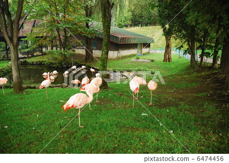 Flamingo Flamingo 6474456