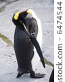 Emperor Penguin 6474544