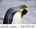 Emperor Penguin 6474545