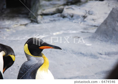 Emperor Penguin Emperor Penguin 6474546