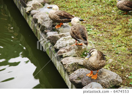 Duck Duck 6474553