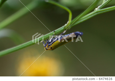 Tsunagogyo Oshoko 6474616