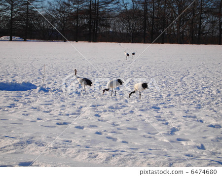 Dandoral cranes 6474680
