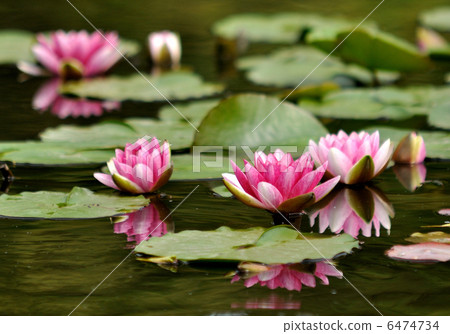Water lily 6474734