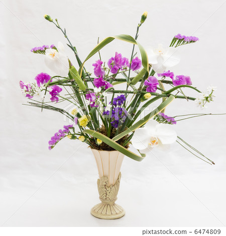 Phala Orchid Order 6474809