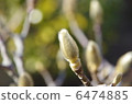 Hakuren的萌芽 6474885